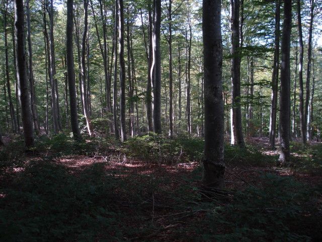 DSC02456.jpg
