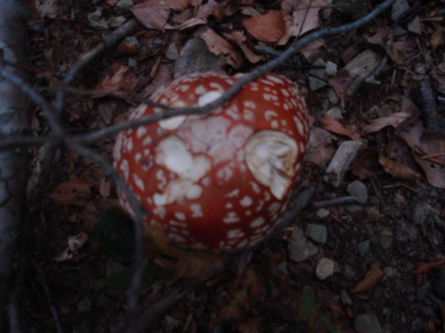 DSC02457.jpg