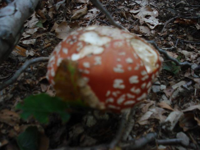 DSC02458.jpg