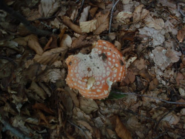DSC02459.jpg