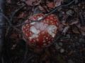 DSC02457.jpg