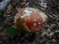DSC02458.jpg