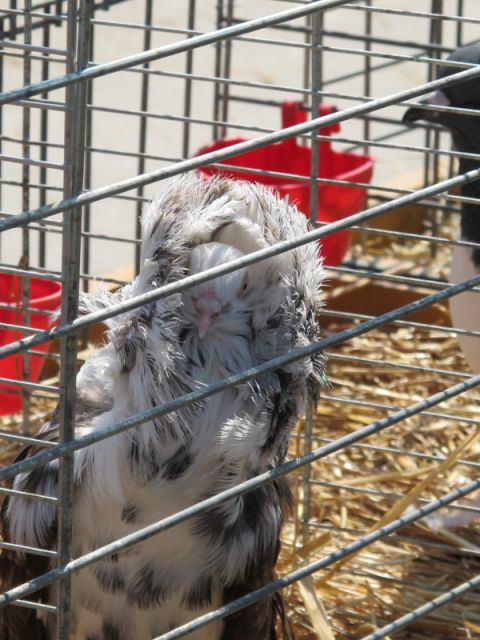 IMG_0881.JPG
